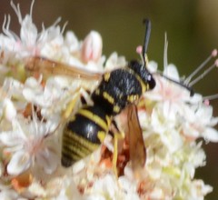 Euodynerus foraminatus