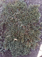 Euphorbia ocellata