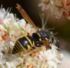 Euodynerus foraminatus