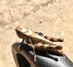 Melanoplus punctulatus