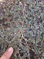 Euphorbia ocellata