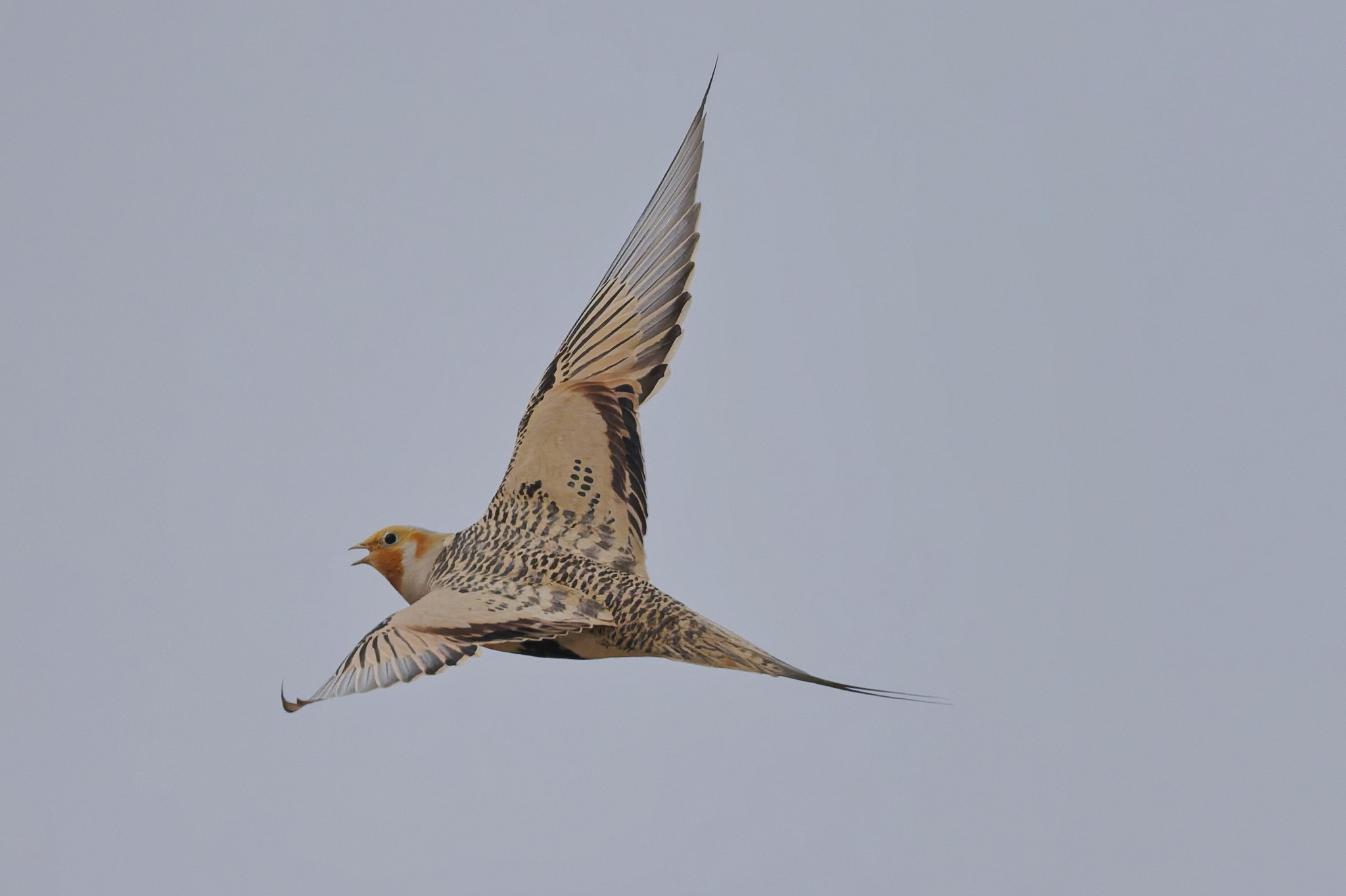 Pallas's Sandgrouse