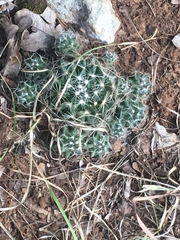 Escobaria missouriensis