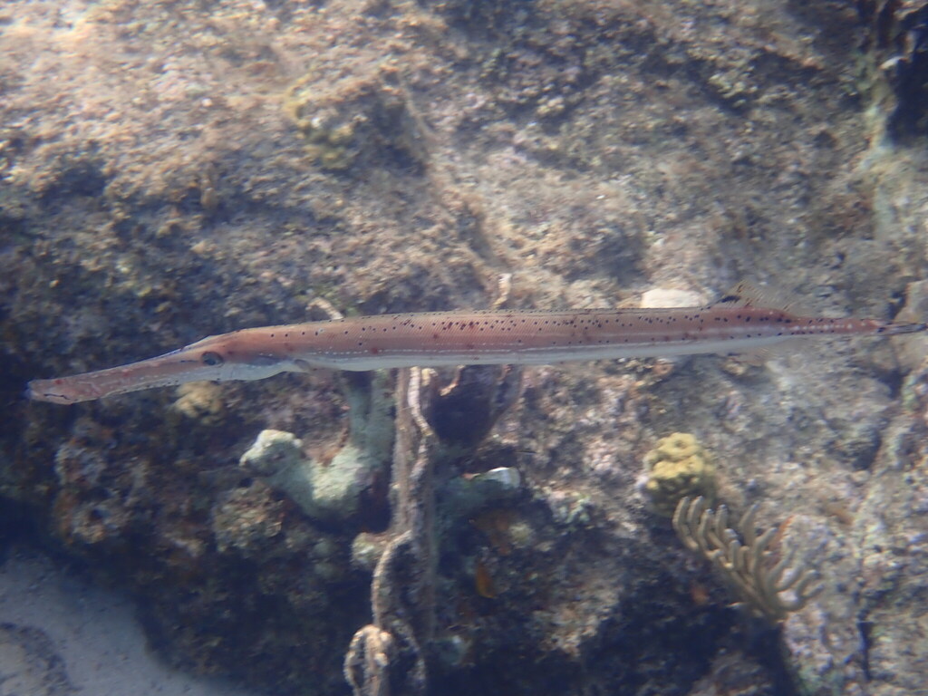 Trumpetfish