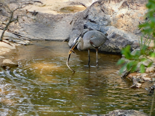 Great Blue Heron photographed in North Carolina