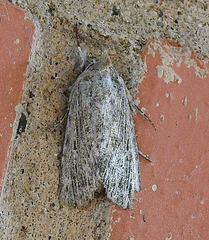 Catabena lineolata