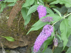 Buddleja davidii