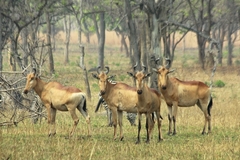 Alcelaphus buselaphus lichtensteinii