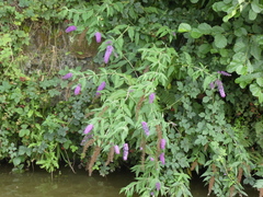 Buddleja davidii