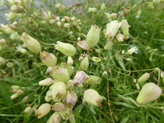 Silene vulgaris