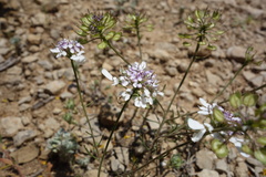 Iberis pinnata, photograph (c) Clément Maouche, some rights reserved (CC BY)