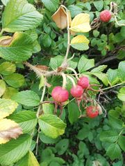 Rosa rugosa