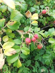 Rosa rugosa