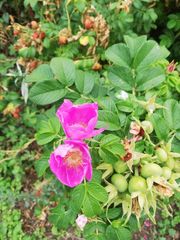 Rosa rugosa