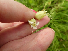 Silene vulgaris