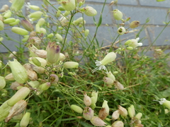 Silene vulgaris