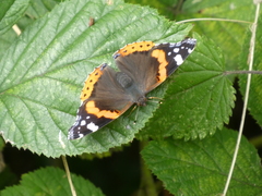 Vanessa atalanta