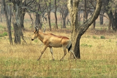 Alcelaphus buselaphus lichtensteinii