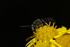 Lasioglossum leucozonium