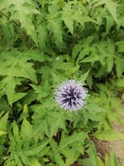 Echinops