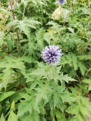 Echinops