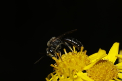 Lasioglossum leucozonium