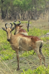 Alcelaphus buselaphus lichtensteinii