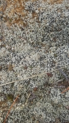 Stereocaulon condensatum