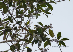 Psilopogon pyrolophus