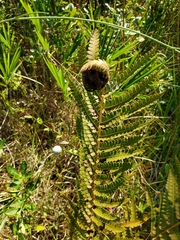 Olethreutes osmundana