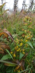 Solidago macrophylla