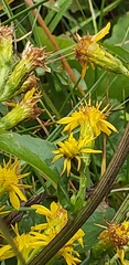 Solidago macrophylla