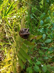 Olethreutes osmundana