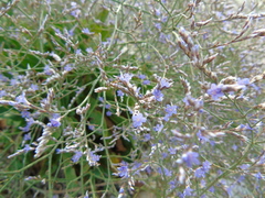 Limonium brevipetiolatum