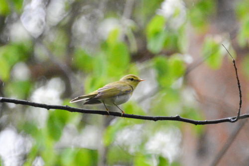 Mosquitero silbador (Phylloscopus sibilatrix)