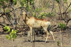 Alcelaphus buselaphus lichtensteinii