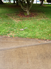 Sciurus carolinensis