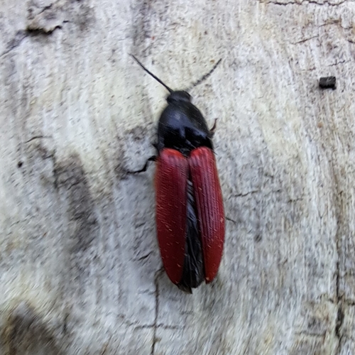 Bloedrode kniptor, 6711 LV Ede, Netherlands, photo 9 of 10