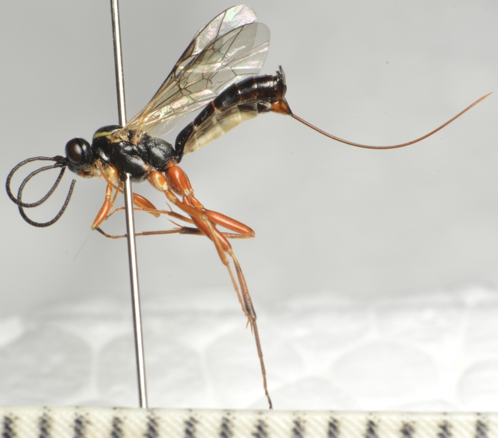 Lissonota deversor