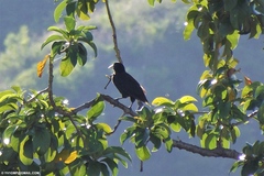 Psarocolius decumanus