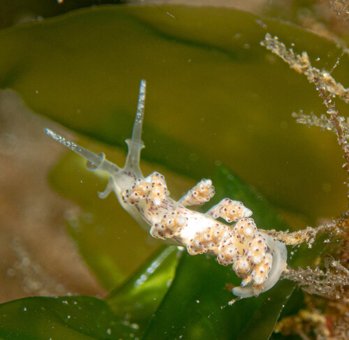 Doto coronata