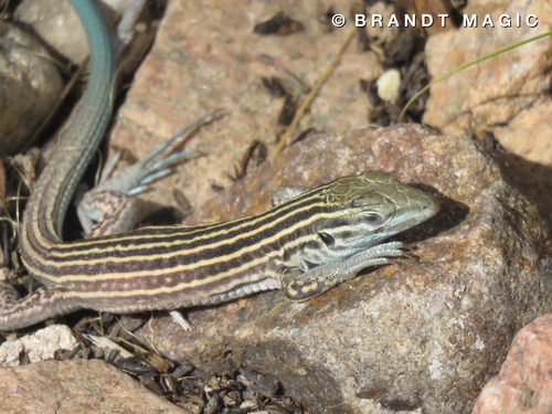 New Mexico Whiptail