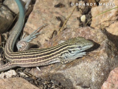New Mexico Whiptail photo 1