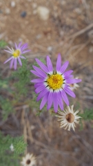 Machaeranthera tanacetifolia