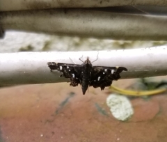 Diathrausta