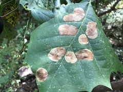 Ectoedemia platanella