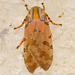 Schaus' Tussock Moth - Photo (c) Lucie Bruce, some rights reserved (CC BY-NC), uploaded by Lucie Bruce