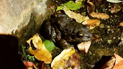 Leptodactylus syphax