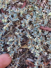 Euphorbia ocellata