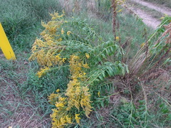 Solidago canadensis